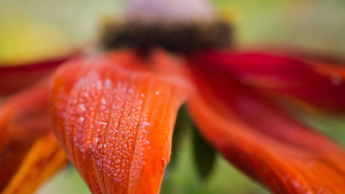 Close-up of orange flower petal