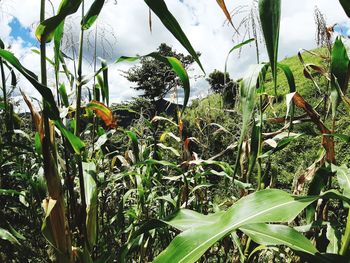 Close-up of crops growing on field