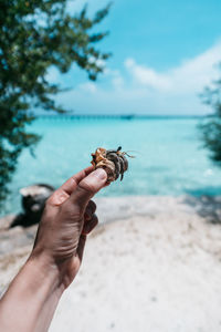 Close-up of hand holding crab on beach against sky