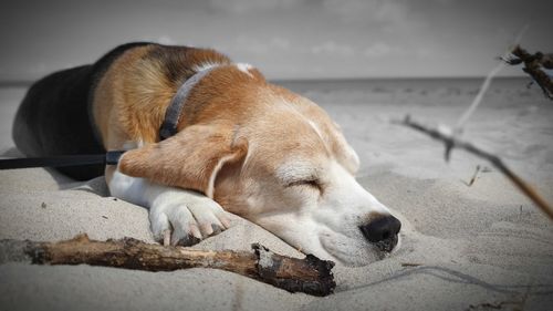 Close-up of a dog sleeping