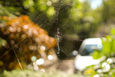 Close-up of spider web