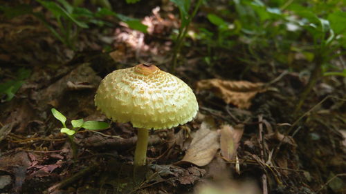 Close-up of mushroom growing on field