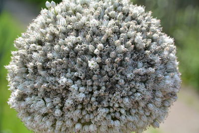 Close-up of allium blooming outdoors