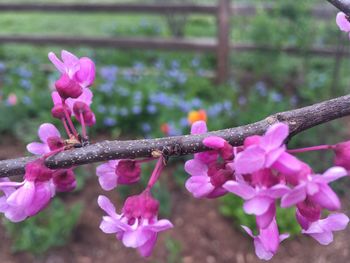 Close-up of pink flowers