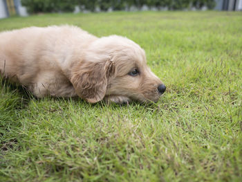 High angle view of a dog relaxing on field