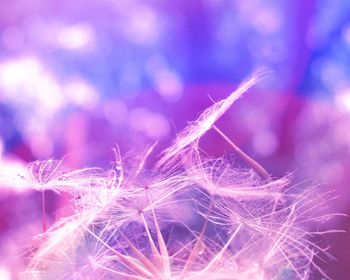 Close-up of purple flowers against blurred background