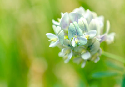 Close-up of white flowering plant