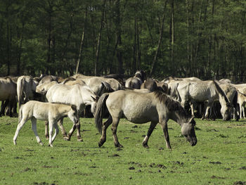 Widl horses in germany