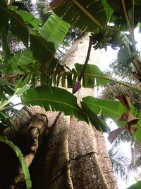 Low angle view of leaves on tree