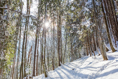 Trees in forest during winter