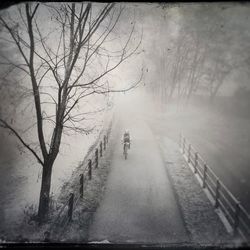 Road passing through bare trees