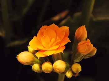 Close-up of yellow flower