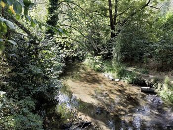 Plants and trees by river in forest