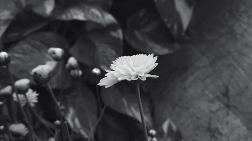 Close-up of white flowering plant