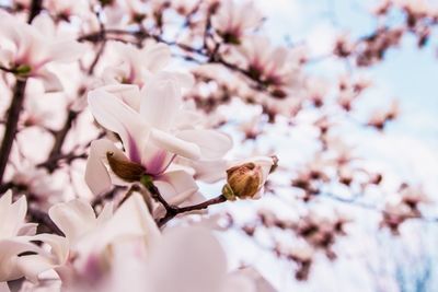 Close-up of magnolia blossoms on branch