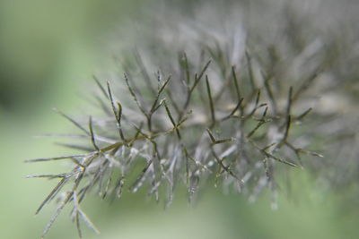 Close-up of frozen plant