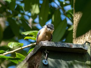 Bird perching on a tree