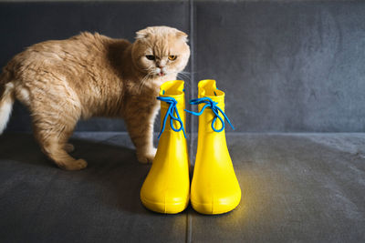 Rainy mood, outfit for rainy day. yellow rubber boots and scottish fold cat on gray sofa. colors