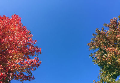 Low angle view of trees against clear blue sky