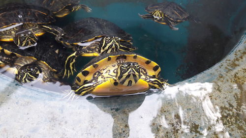 High angle view of turtles in water