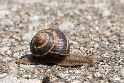 Close-up of snail on land