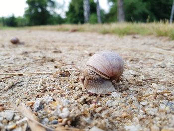 Close-up of snail on land