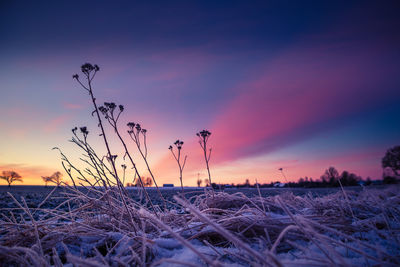 Brightly lit frozen, snow covered plants during the sunrise hour. 