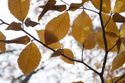Low angle view of leaves on tree during autumn