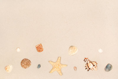 Starfish and shells on the sand as a background. copyspace. summer beach.
