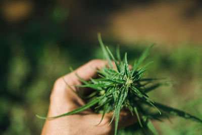Hand of farmer holding cannabis at farm.