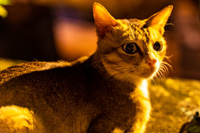 Close-up of cat looking away at home