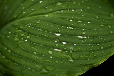 Full frame shot of wet leaf
