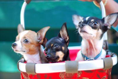 Three puppies in carrier basket