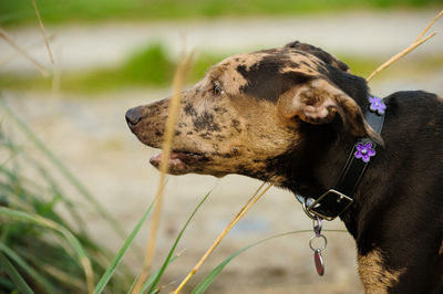 Close-up of dog on field