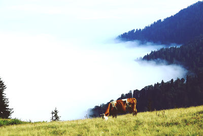 Panoramic view of horse on field against sky