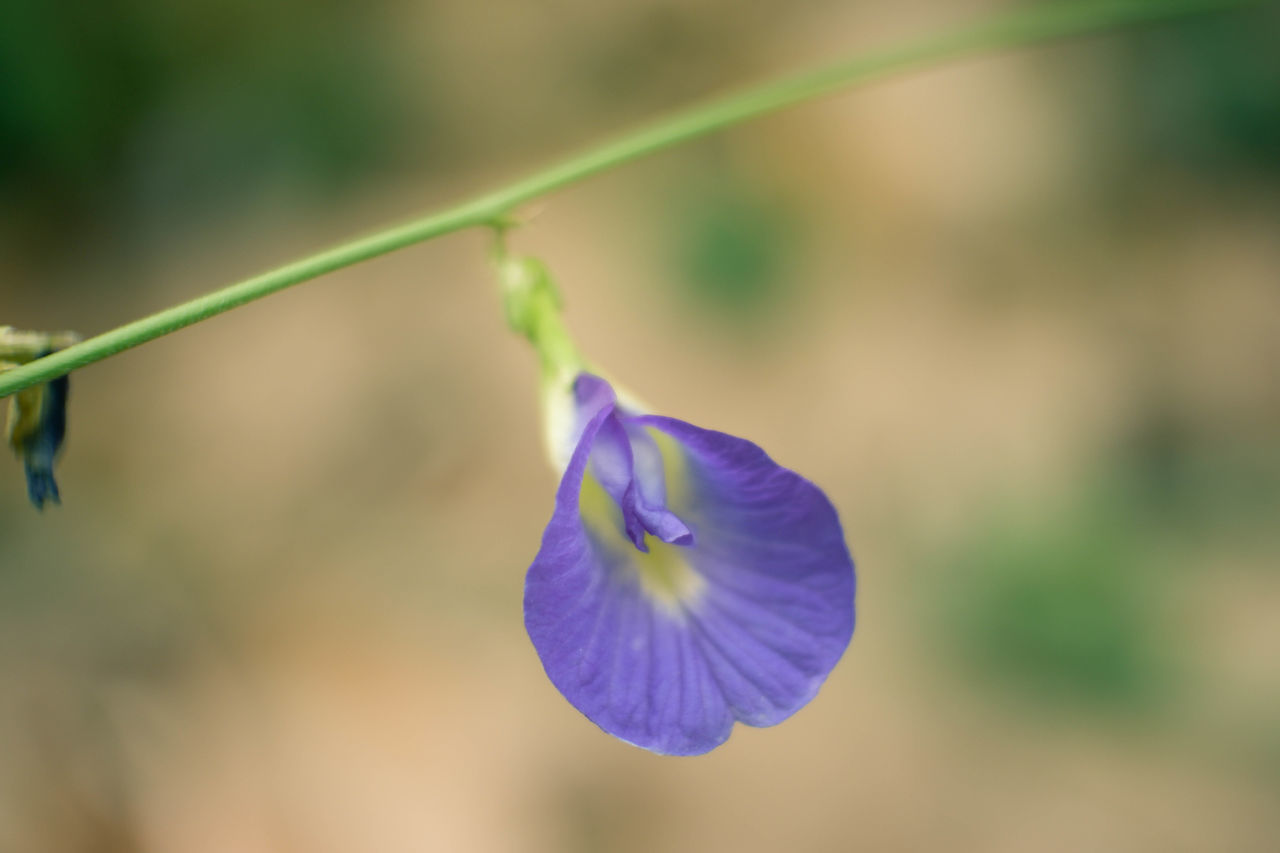 CLOSE-UP OF PURPLE FLOWER ON PLANT