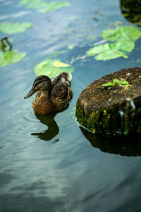 High angle view of ducks swimming in lake