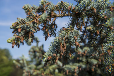 Close-up of pine tree against sky