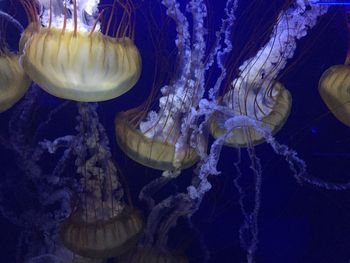 Close-up of jellyfish swimming in water