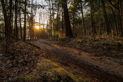 Trees in forest