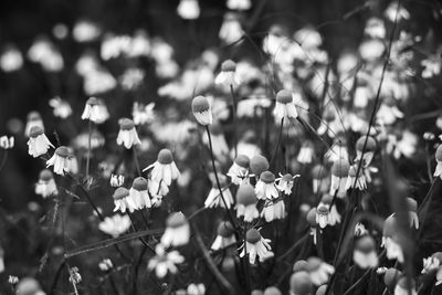 Close-up of flowering plants on land