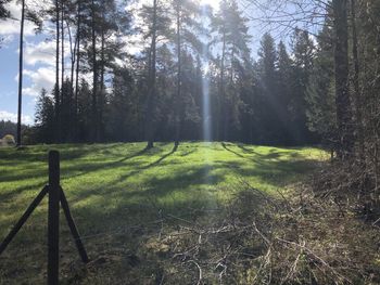 Scenic view of trees on field against sky