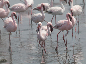 Flock of birds in lake