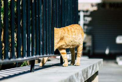 Cat standing in a horse