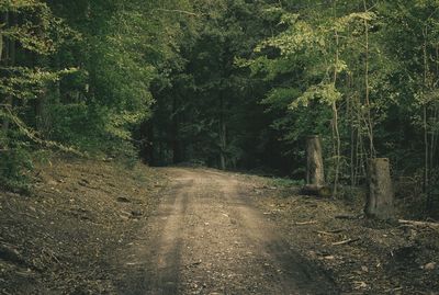 View of dirt road along trees in forest