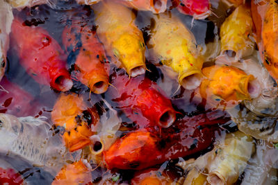 High angle view of koi carps swimming in sea