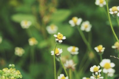 Close-up of white flowering plant