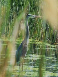 View of bird in lake