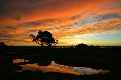 Silhouette of trees at sunset