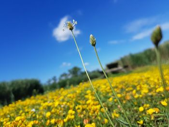 Close-up of yellow flowers on field against sky